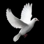 هل الديمقراطيّة قادرة على تحقيق السلم الدولي؟