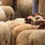 عيد الأضحى رؤية نقدية