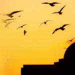 علي بن أبي طالب وأصحابه: علاقة انسجام أم تنافر؟