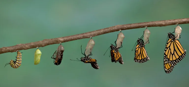 مسألة الشكل…ليست مسألة شكلية