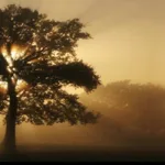 في الجينيالوجيا