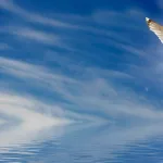 مارتن لوثر وتأسيس الضمير الحديث