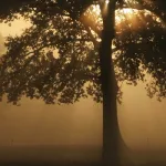 الأمة والجذور المعنوية لصياغة الانتماء وإعادة تعريفه وتقويمه