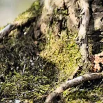 من الشبكة إلى الجذمور