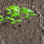 أهمية التفكير النقدي والأسس المرجعية لفكر النهضة