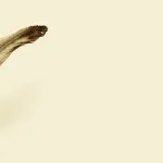 الاجتهاد المالكي بين سلطة النقل وحدود العقل