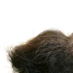 السلفيّة الإسلاميّة: خلفيّات الماضي وآفاق المستقبل