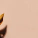 العائد الحضاري والمعرفي في القراءة المعاصرة للقرآن الكريم عند محمد شحرور