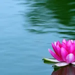 المعبُودات المائية في المغرب بين العصر القديم والزمن الراهن