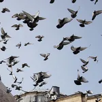 خصائص التجربة العقلية والصوفية من منظور طه عبد الرحمن