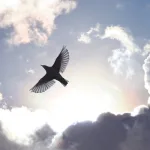 المناسبة بين القيم الدينية والقيم الإنسانية