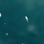 حرية المعتقد والضمير في خطاب الإسلاميين المعاصرين ورهانات الانتقال الديمقراطي