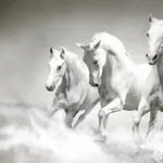 بين فهمين للعروبة… الحرية "جوهر" العروبة