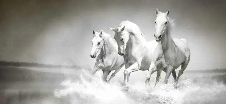 بين فهمين للعروبة… الحرية "جوهر" العروبة