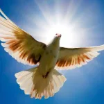 التاريخ الأيديولوجي للإسلام السياسي