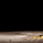 محمود محمد طه… مأساة مفكر فى زمن الردة