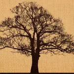 علم الأنساب