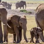 البيولوجيا الاجتماعيّة(Sociobiologie)