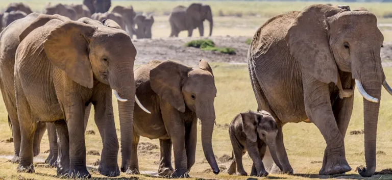 البيولوجيا الاجتماعيّة(Sociobiologie)