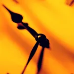 الديمومة (Duration)