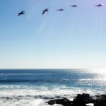 أنسنة المعرفة وأزمة المحاكاة عندنا