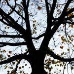 فصل الدين عن الدولة من منظوري علم الاجتماع و"لائكية الاعتراف"ميشلين ميلو مثالاً