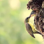 الأنا الأعلى