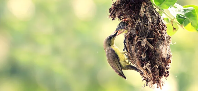 الأنا الأعلى