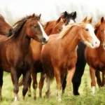 الغنيمة في حروب الإسلام المبكّر