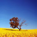 الإيمان والشكّ من منظور سوسيولوجي وبراغماتي