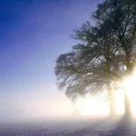 الحقيقة النفسية للدين عند فرويد