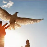 التسامح، الحريّة، المؤسسات