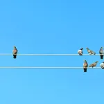 في جدل الفردية والجماعية:  في العقل الغربي المنفصل، والدين الناظم