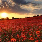 التحابُّ والسلاسة