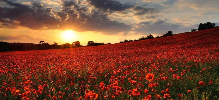 التحابُّ والسلاسة