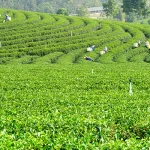 النظرية الانقسامية: الأصول والمفاهيم