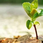 المنظمات الإسلامية وآليات بناء التضامن الإنساني: قراءة نقدية في تجاوز الأخوة المذهبية إلى رحاب الأخوة الكونية