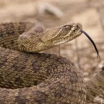 الأفعى وسرديات الخلق: آدم، جلجامش، حي بن يقظان