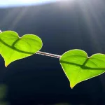 من العقلانية إلى الرحمانية:  بحث في القيم الأخلاقية