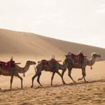 من الجَمل إلى خط الأنابيب طريق الحرير: تاريخ جيواستراتيجي