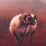 الفلسفة الإنسانية لمفهوم "الفداء" في النص القرآني من منظور عقلاني