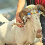 طبوغرافية السلطة وطقوس العبور من خلال الذبيحة والمسخرة حسب كتابات عبد الله حمودي