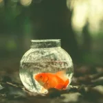 الفهم الاستعاري عند ليكوف: نحو نظرية تأويلية للصدق والمعنى