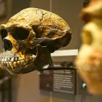 نظرية التطور وجدل العلم والدين في العالم الإسلامي