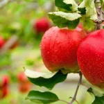 كليّات في عالم من الجزئيّات