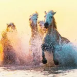 العاديات ضبحا أم الغاديات صبحا قراءة بديلة لسورة العاديات