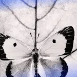 في أصول النّظام العلاقات متماثلة أمْ هي متماثلة فقط؟