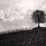 ما هي أَخْلاقُ الإيمانِ؟